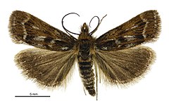 Orokrambus scoparioides male.jpg