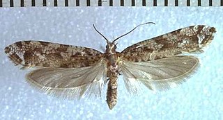 <i>Orthenches homerica</i> Species of moth endemic to New Zealand