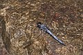 * Nomination Orthetrum glaucum male --Jkadavoor 12:07, 4 November 2016 (UTC) * Promotion Good quality. --Hubertl 14:01, 4 November 2016 (UTC)