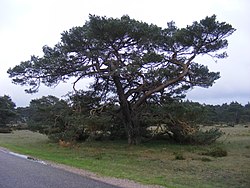 Oude Dennenboom in Nationaal Park de Hooge Veluwe.JPG