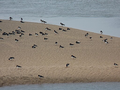 Oystercatchers, Haverigg Harbour - geograph.org.uk - 4024319