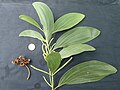 rameau feuillé et florifère immature d’Acacia mangium (Macouria, Guyane)