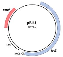 pBLU is a 5437bp vector plasmid. This vector contains the origin of replication sequence, the restriction enzyme cut site, lacZ gene, and an ampicillin resistance gene. PBLU plasmid map.jpg