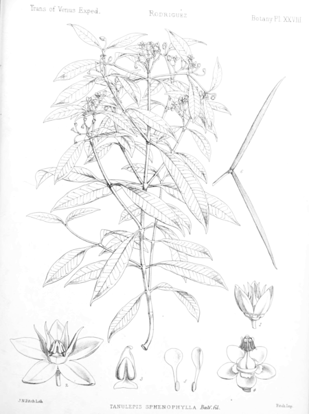 Camptocarpus