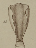 Vignette pour Diphyllobothrium