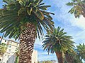 * Nomination: Palm trees on a pavement in Split, Croatia --Gugalcrom123 16:02, 15 November 2023 (UTC) * * Review needed