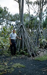 Pandanus: Caractéristiques, Les utilisations, Les représentations artistiques