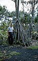 Les pandanus (ici à Hawaï) se caractérisent par des racines en faisceau pyramidal, jouant le rôle de contreforts