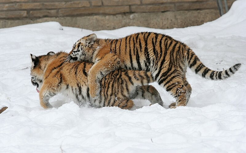 File:Panthera tigris altaica 05 - Buffalo Zoo.jpg