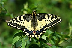 Zdjęcie wykonane z góry. Na pierwszym planie motyl z rozłożonymi skrzydłami. Skrzydła z domunującym kolorem żółtym, z czarnym wzorem. W tle widoczna zielona roślina, na której znajduje się motyl.