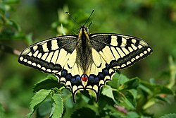 Papilio Macaone JPG1a.jpg