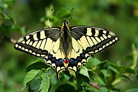 Un machaon, en Belgique