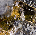 Paralaurionite - Grèce -(vue 0,6 × 0,5 cm).