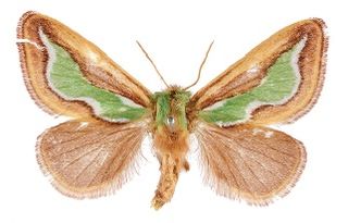<i>Parasa viridiflamma</i> Species of moth