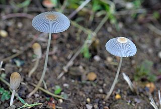 inkcap plicatilis parasola