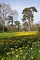 Daffodils in the park of Bagatelle in Paris