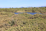 Vignette pour Parc national de Restinga de Jurubatiba