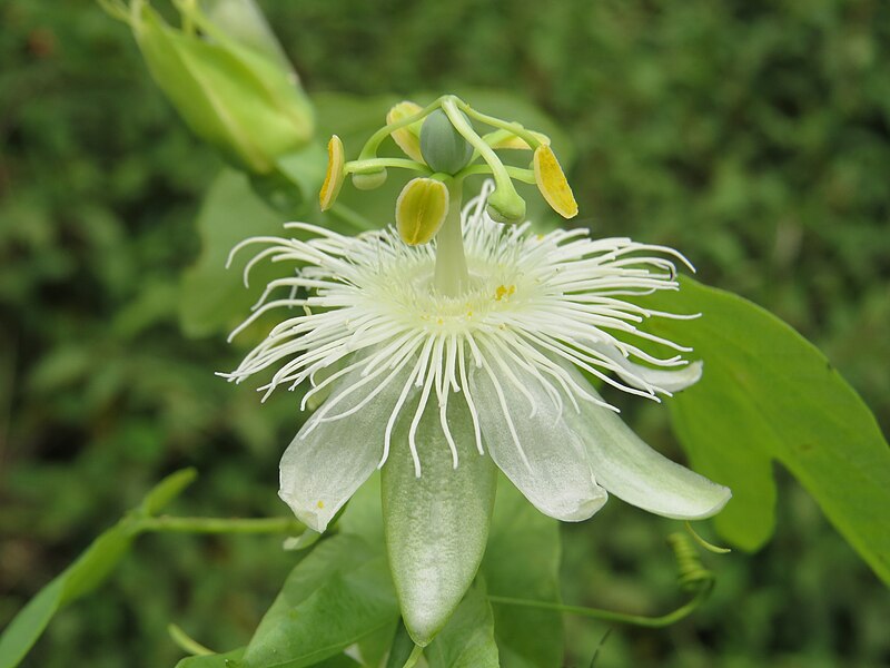 File:Passiflora subpeltata at Virajpet (5).jpg