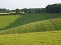Pasture and mown hay, Turville Court - geograph.org.uk - 470582.jpg