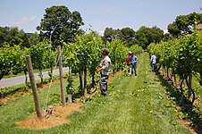 Vignoble de Pearmund Cellars, Broad Run, Virginie