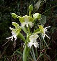 Pecteilis susannae