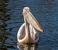 * Nomination A Great White Pelican, Pelecanus onocrotalus, Zoo Karlsruhe --Llez 14:19, 19 February 2019 (UTC) * Promotion Very nice!--Famberhorst 16:46, 19 February 2019 (UTC)