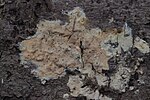 Rosy Crust Fungus - Peniophora incarnata (36443147085).jpg