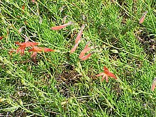 Penstemon pinifolius2.jpg