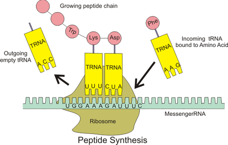 ไฟล์:Peptide_syn.png