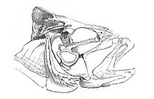 Skull of the European Perch showing the eye sockets, connective bones, operculum, and gill slits. Perch head.JPG