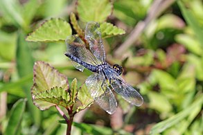 male Diplacodes sp, Madagascar