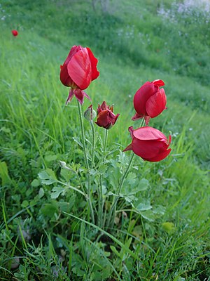 Wild Poppy in Behbahan