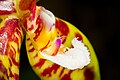 Phalaenopsis mannii Labellum