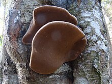 Phellinus igniarius G9.JPG