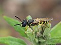 Philanthus triangulum (Fabricius, 1775)