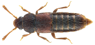 <i>Phloeocharis</i> Genus of beetles