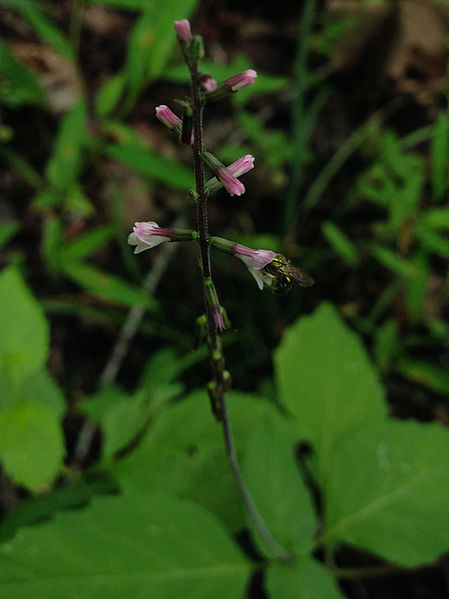 File:Phryma leptostachya - Lopseed.jpg