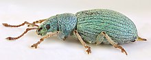 Phyllobius viridiaeris dişi, Tywyn Gwyn kum tepeleri, Kuzey Galler, Haziran 2016 - Flickr - janetgraham84.jpg