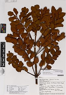 Phyllocladus toatoa Molloy (AM AK354321) .jpg