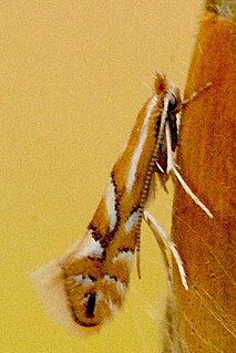 <i>Phyllonorycter maestingella</i> Species of moth