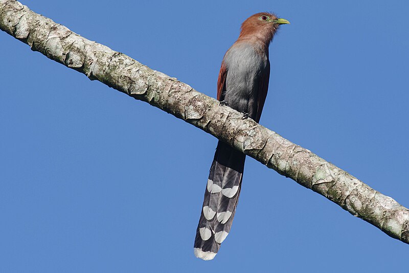 File:Piaya cayana, Costa Rica.jpg