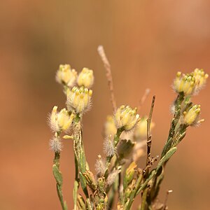 Pimelea trichostachya detail.jpg