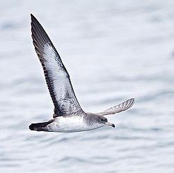 Pink-footed Shearwater (8004546479).jpg