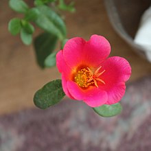 Pink Portulaca Flower from volunteer plant growing in a pot indoors Pink Portulaca Flower.jpg