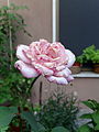 English: Withered pink rose Italiano: Rosa color apassita