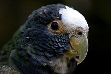 White-crowned Pionus, close up of upper body Pionus senilis -upper body-8a.jpg