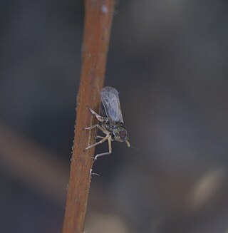 <i>Pissonotus</i> Genus of true bugs