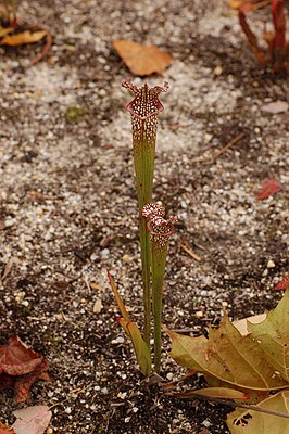 White pitcher plant (Sarracenia leucophylla)