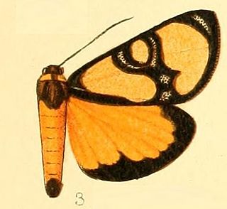 <i>Chaetostephana</i> Genus of moths