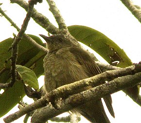 Descrizione dell'immagine Plain honeyeater.jpg.